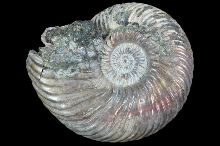 Iridescent Ammonite (Quenstedticeras) Fossil With Pyrite #78493